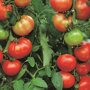 Tomaten Pyros F1